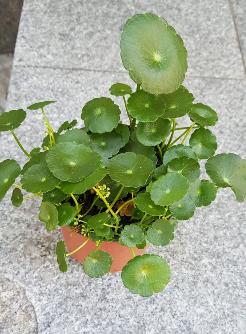 꽃페라의 셀프 홈가드닝(1)-여름식물 워터코인관리법 : 네이버 블로그