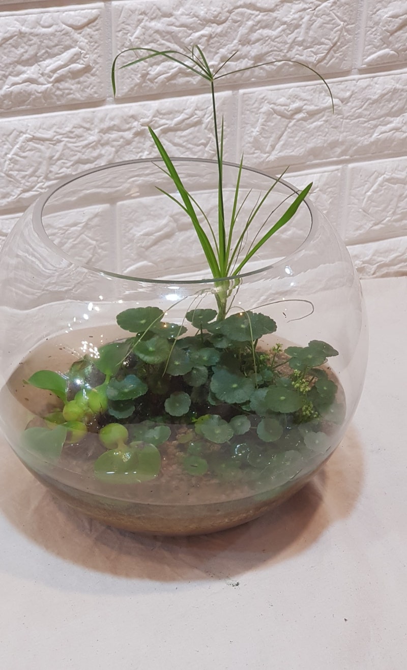 꽃페라의 셀프 홈가드닝(1)-여름식물 워터코인관리법 : 네이버 블로그