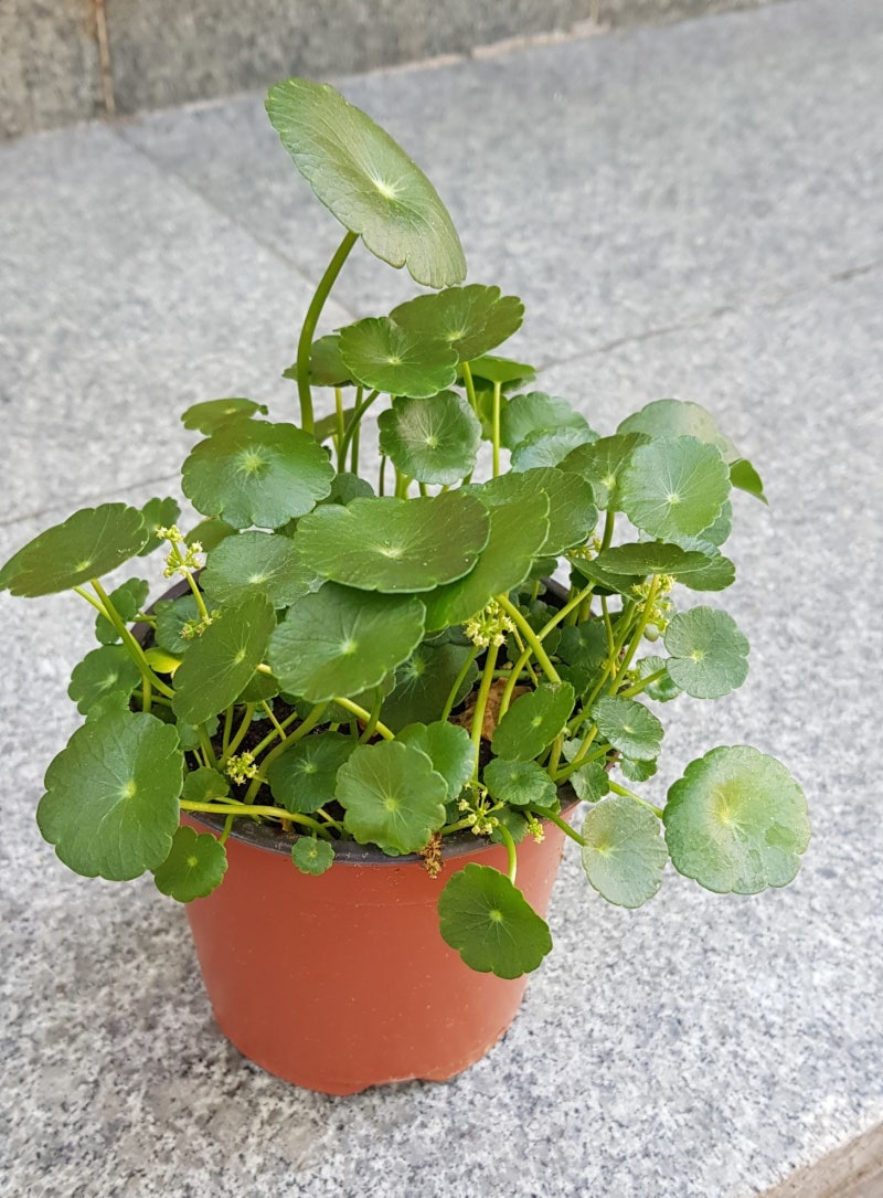 꽃페라의 셀프 홈가드닝(1)-여름식물 워터코인관리법 : 네이버 블로그