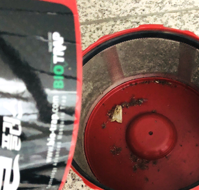 모기사냥 올킬 제대로 잡자 모기사냥 올킬 제대로 잡자
