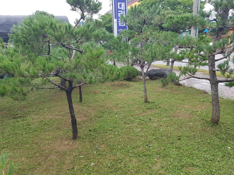  ｀잡초제거 방법과 중요성 。