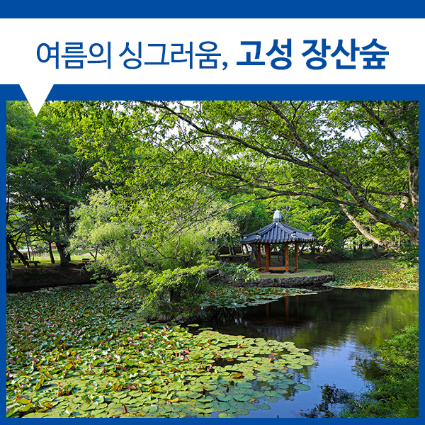 [구르미그린달빛 / 고성가볼만한곳 / 장산숲] 한 여름의 싱그러움으로 물드는 고성 장산숲