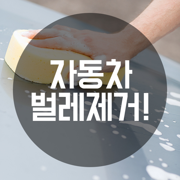  자동차 벌레제거 방법 간단하게 알아보세요!