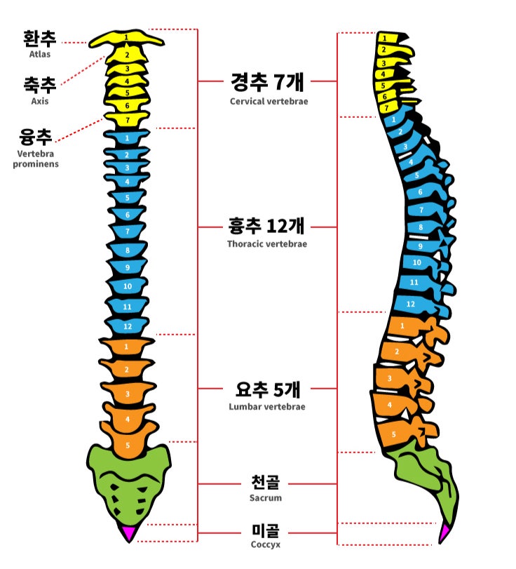 척추뼈의 구조 (추골, 경추골, 흉추, 요추골) : 네이버 블로그