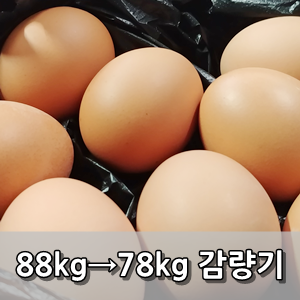 평일 원푸드 다이어트 방법 공개.. 삶은 계란만 먹으며 혹독하게 다이어트 한 결과 88kg→78kg 총 10kg 감량 후기 - One Food Diet Review