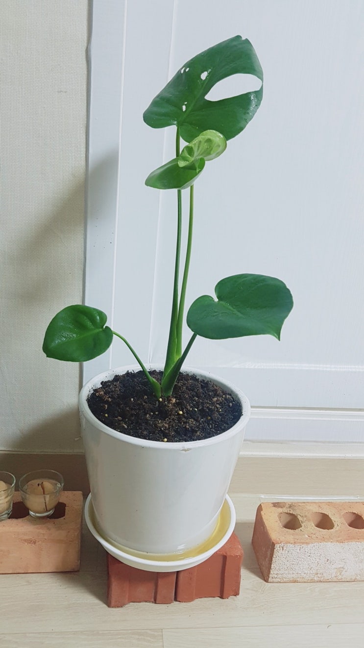  몬스테라 키우기