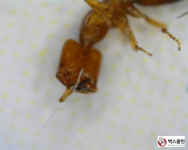 권련침벌, 권연침벌, 침개미 쏘임, 퇴치법 : 네이버 블로그 권련침벌, 권연침벌, 침개미 쏘임, 퇴치법 : 네이버 블로그