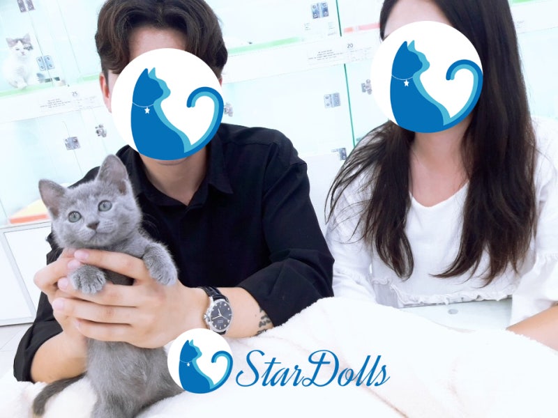 러시안블루입양 후기, 박람회 다녀오다 들렸어요! : 네이버 블로그 러시안블루입양 후기, 박람회 다녀오다 들렸어요! : 네이버 블로그