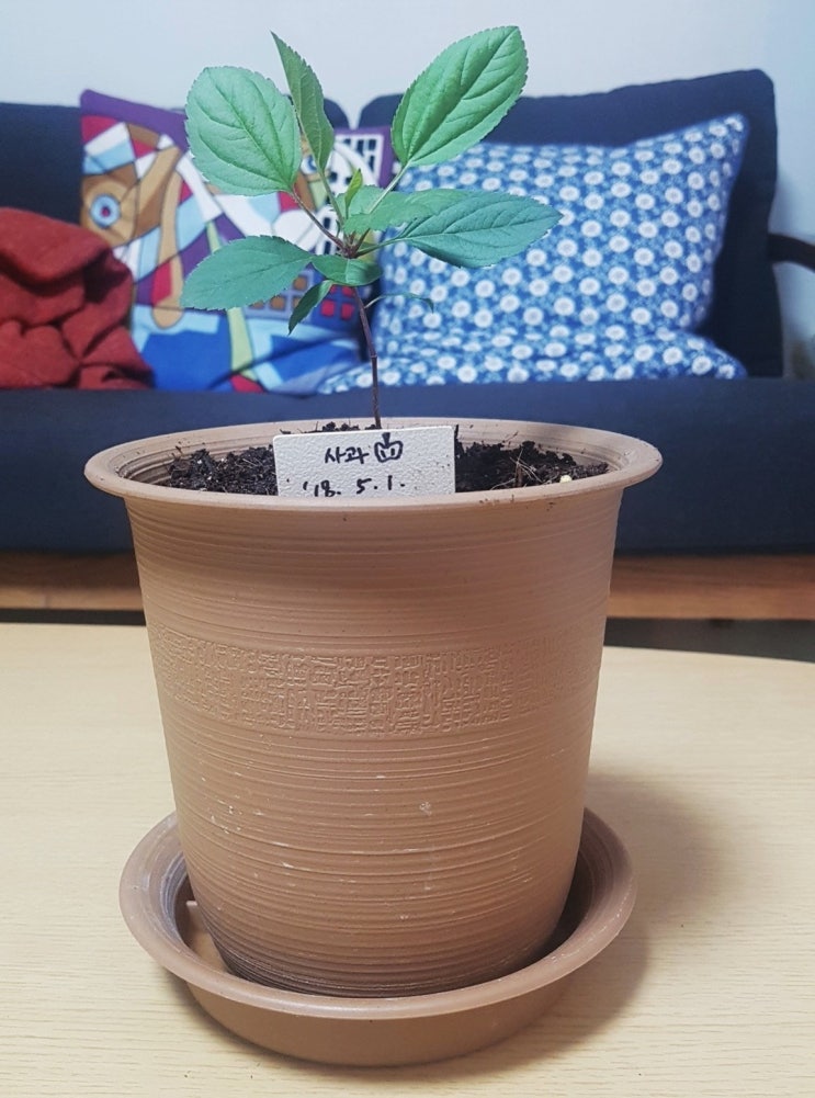  사과키우기 2탄