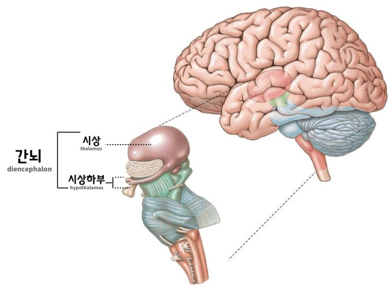 뇌 는 무엇인가? 그 기능과 구조에 대하여... : 네이버 블로그