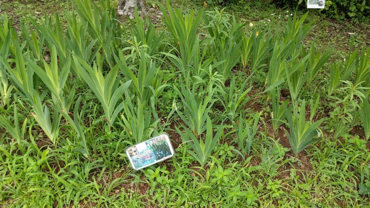 한라 수목원 한라 수목원