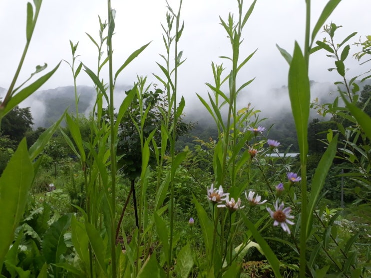 비 내리는 산골 - 산골이야기