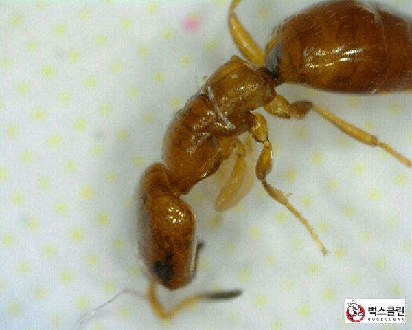 권련침벌, 권연침벌, 침개미 쏘임, 퇴치법 : 네이버 블로그 권련침벌, 권연침벌, 침개미 쏘임, 퇴치법 : 네이버 블로그