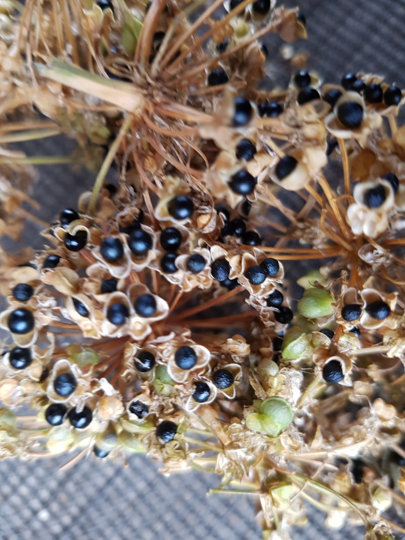 교자마늘 꽃이 피었습니다. 7~8월은 명이 파종 시기입니다. 파종 전 기초사항 숙지