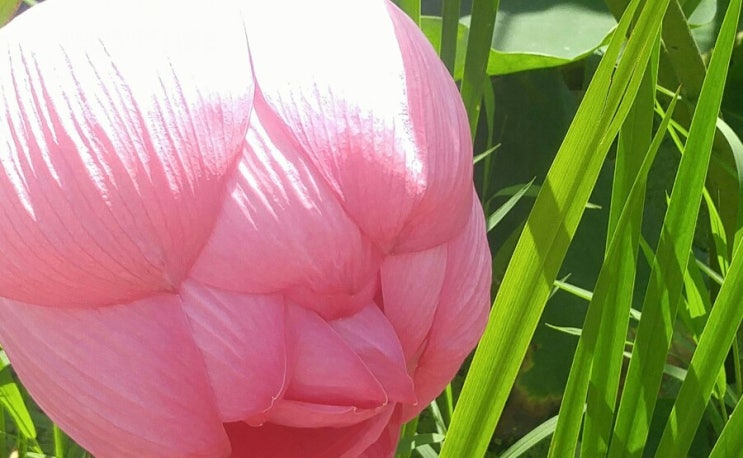  관곡지 다시왔네요.