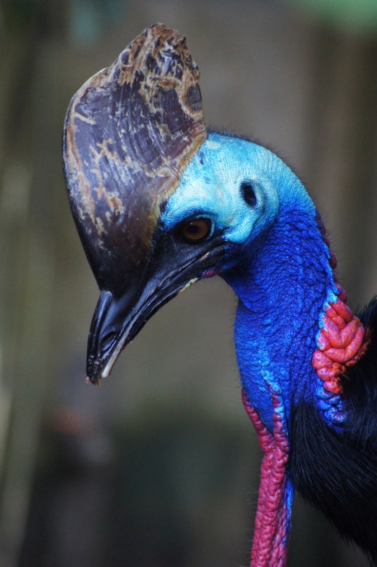  호주 퀸즐랜드 생태계:: 아름답지만 무서운 새, 화식조(카사와리, Cassowary)