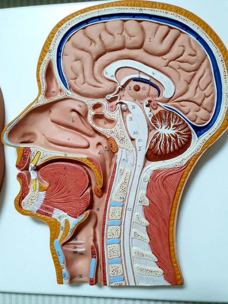 인두(咽頭)와 편도(扁桃) : 네이버 블로그, image size:800x1067