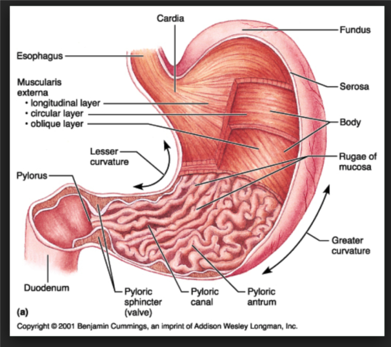 위 내시경 조직검사 결과 해석 : 네이버 블로그 위 내시경 조직검사 결과 해석 : 네이버 블로그