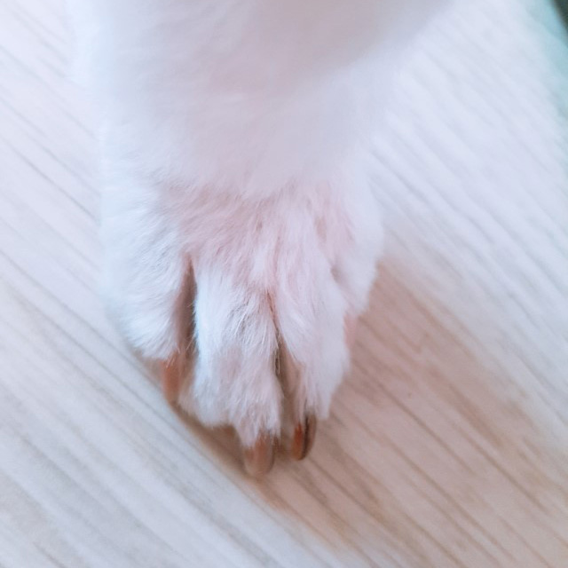  강아지습진에 좋은 도그스킨 구매 후기!