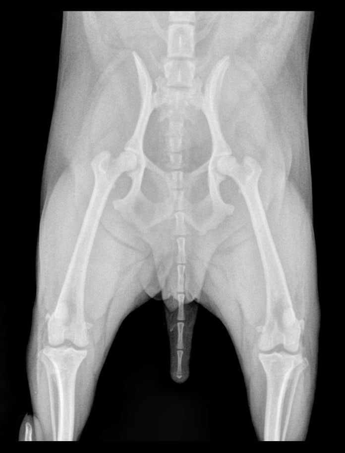 슬개골탈구수술 후 지금은 잘 2