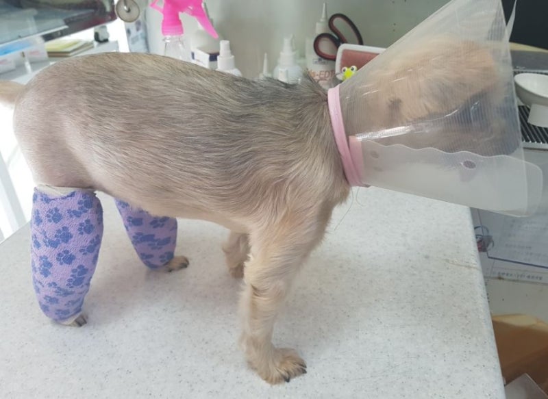 슬개골탈구수술 후 지금은 잘 4