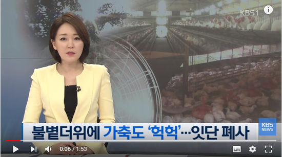 불볕더위에 가축도 ‘헉헉’…79만 마리 폐사 / KBS뉴스(News)