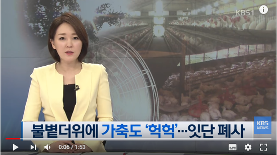 불볕더위에 가축도 ‘헉헉’…79만 마리 폐사 / KBS뉴스(News) 불볕더위에 가축도 ‘헉헉’…79만 마리 폐사 / KBS뉴스(News)