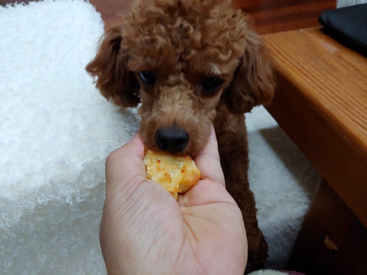  신림동 강아지 수제간식 전문업체 코코멍냥. 우리 해기들 계탓네요.