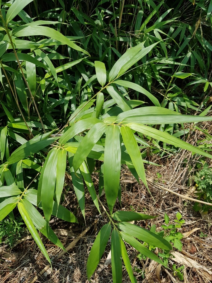  조릿대(신우대)