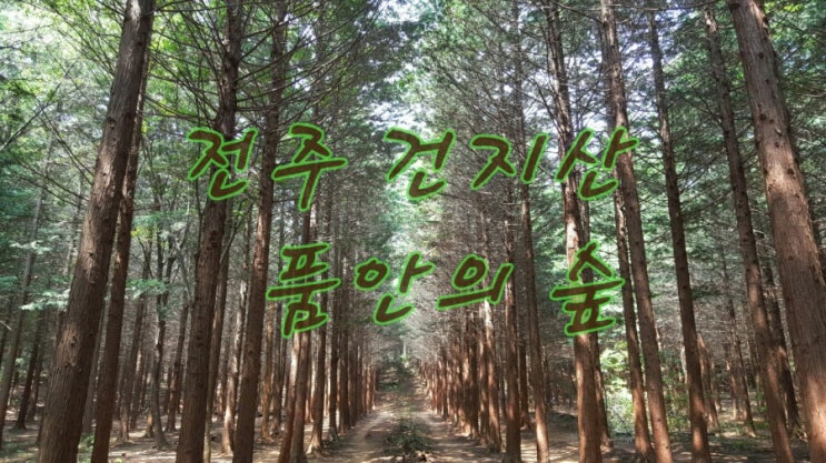  Where to go in Jeonju - Retinispora Porest 전주여행지추천 - 건지산 품안의 숲(편백나무 숲)