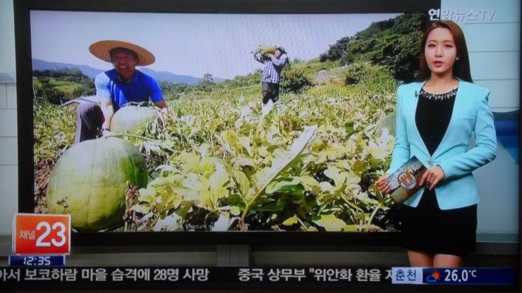  '무등산 수박' 본격 출하