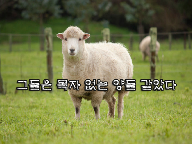 그들은 목자 없는 양들 같았다 그들은 목자 없는 양들 같았다