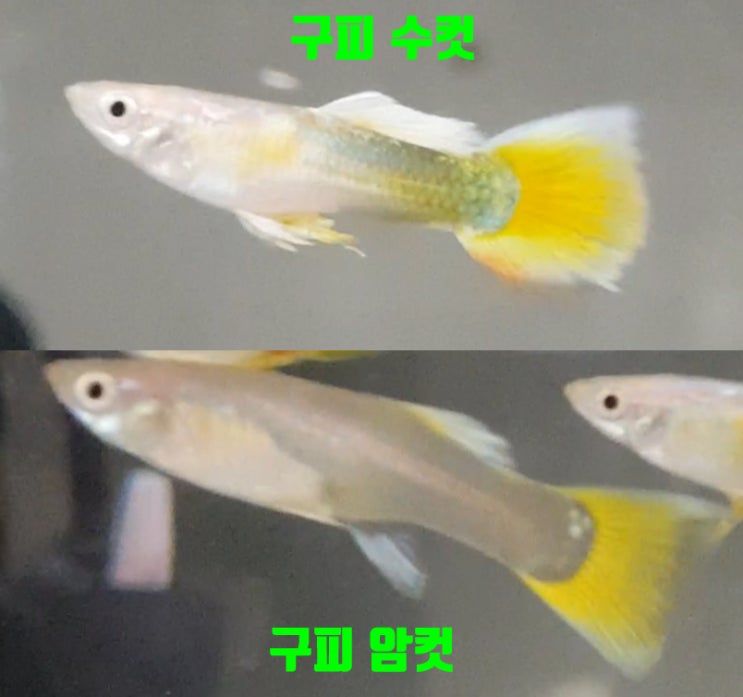  구피 암수 구분하기, 구피 암수 구별 방법, 구피 키우기