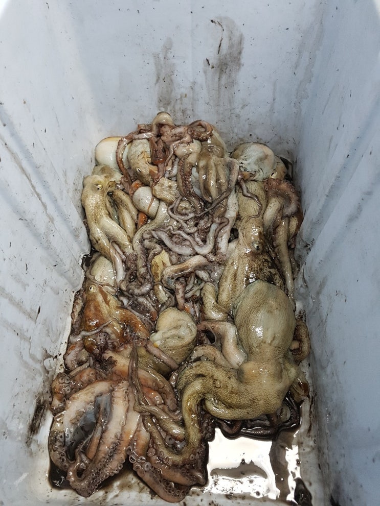  생첫 문어낚시~사량도 보팅낚시~ 문어 맛나구나^^