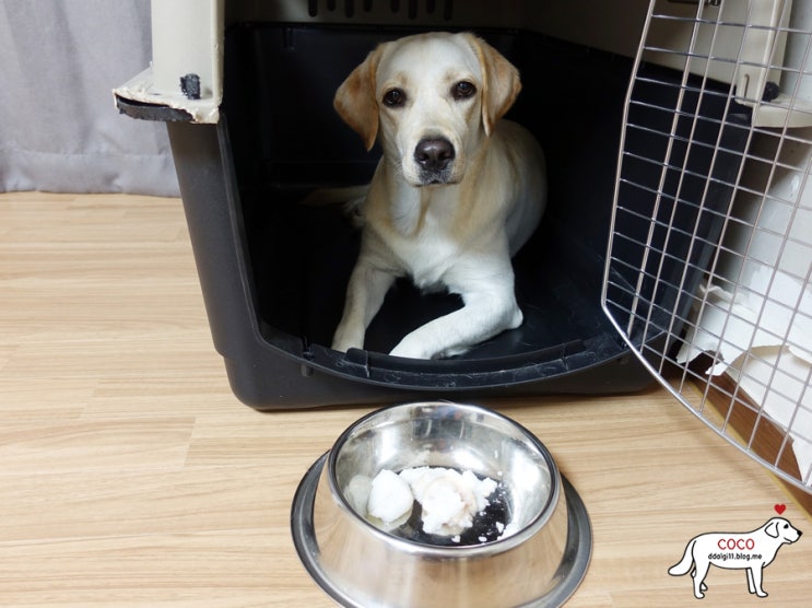 뭉앤쿡 :: 더운 여름 강아지 관절 영양식으로 강아지곰탕 콜!