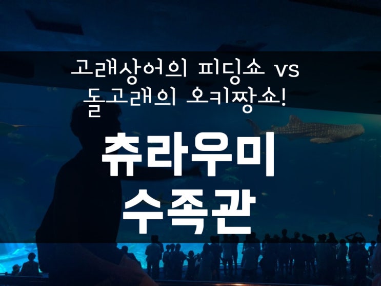 고래상어의 피딩쇼 vs 돌고래의 오키짱쇼! 오키나와 츄라우미 수족관에는 다 있습니다!