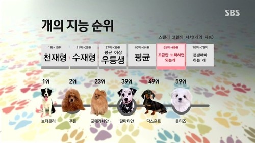  똑똑한 강아지 순위 - 탄현/제니스/덕이/운정 바른미술학원