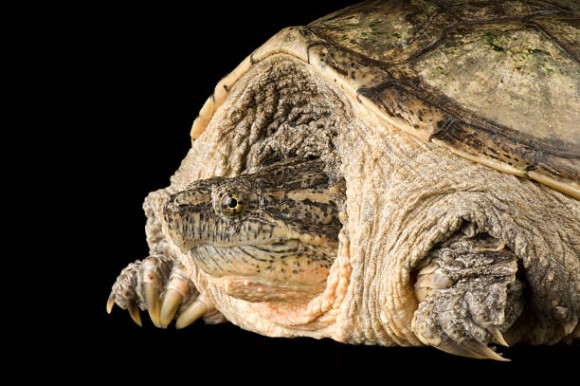 늑대거북(Common snapping turtle)[Chelydra serpentina]