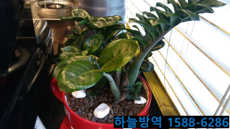  군포바퀴벌레 바퀴벌레약 모기파리퇴치기 천안집개미퇴치