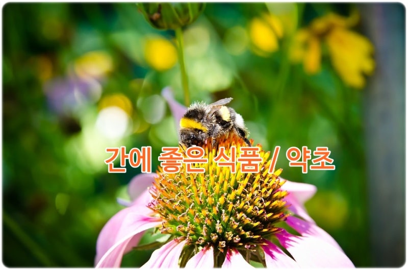 간기능 회복에 좋은 약초 6종 1