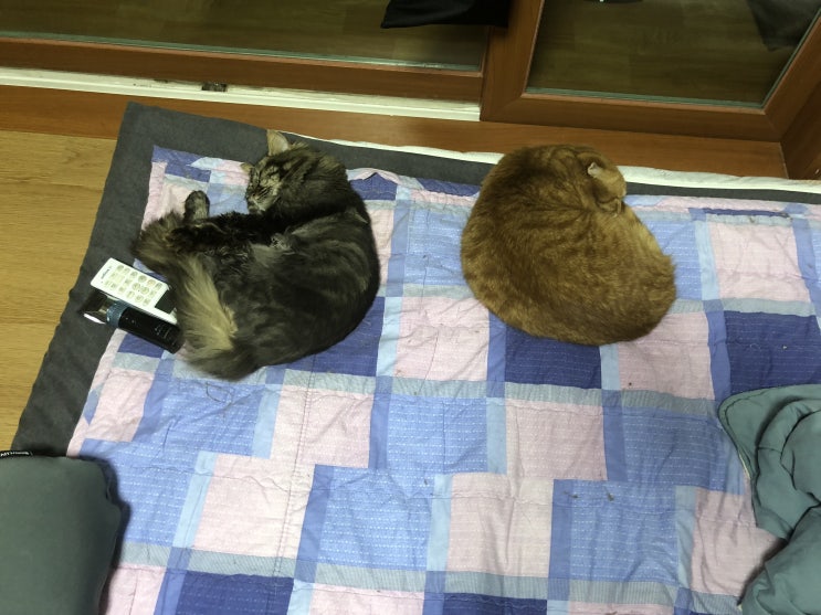 냥이님들 근황