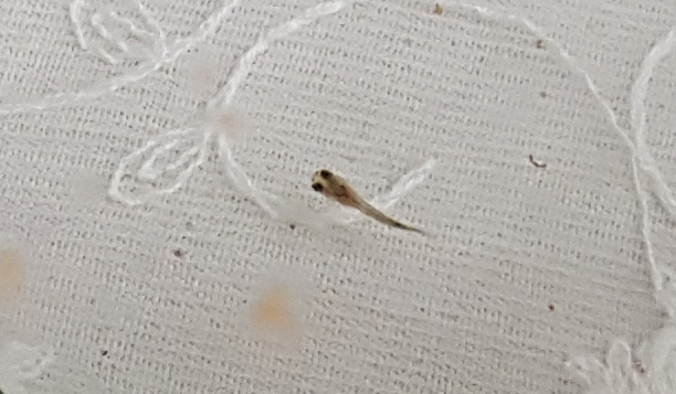  구피 출산 동영상, 구피 출산징후, 구피 출산임박, 구피 출산 몇마리, 구피 출산후 까만똥, 구피 치어 크기