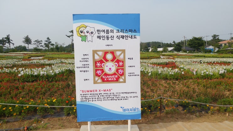  태안 꽃축제 백합꽃 축제 2018 여행 팁