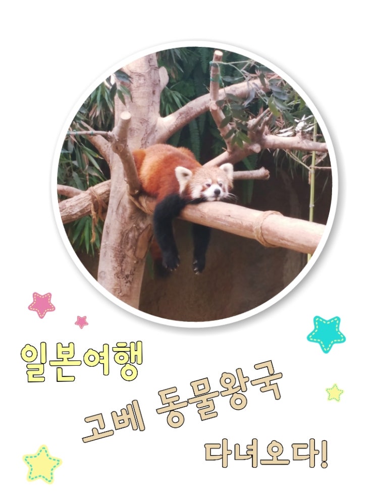  일본간사이여행 고베동물왕국 다녀와보다 동물농장나온 슈빌실제로보다! 