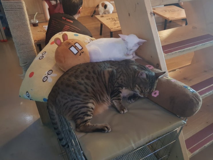 신촌 고양이카페 고양이다락방 , Sinchon Cat Cafe :3