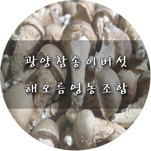  광양 백운산 참송이 버섯 ː해오름영농조합