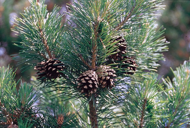 Cây thông đỏ (Red Pine) thuộc chi thông Pinus dùng để chưng cất tinh dầu