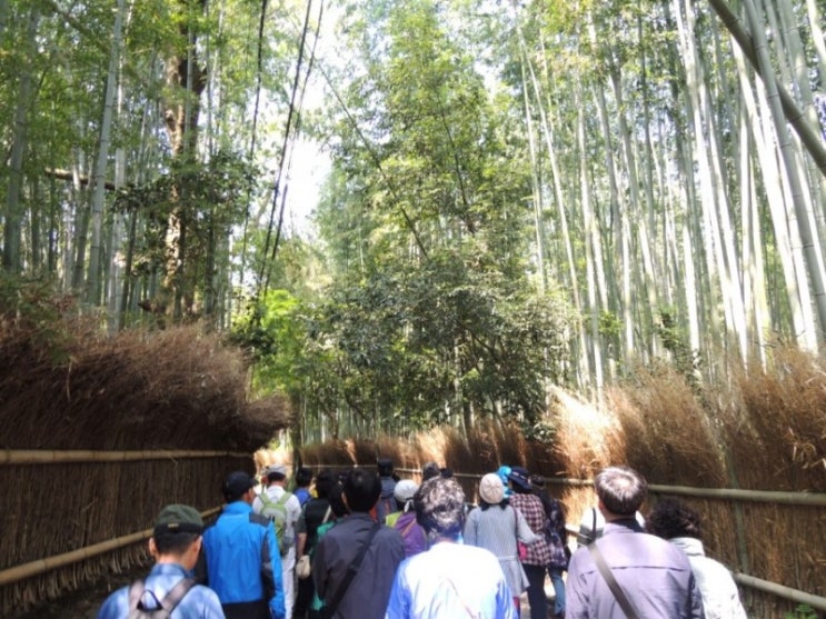 교토 아라시야마 대나무숲, 도게츠교 다리
