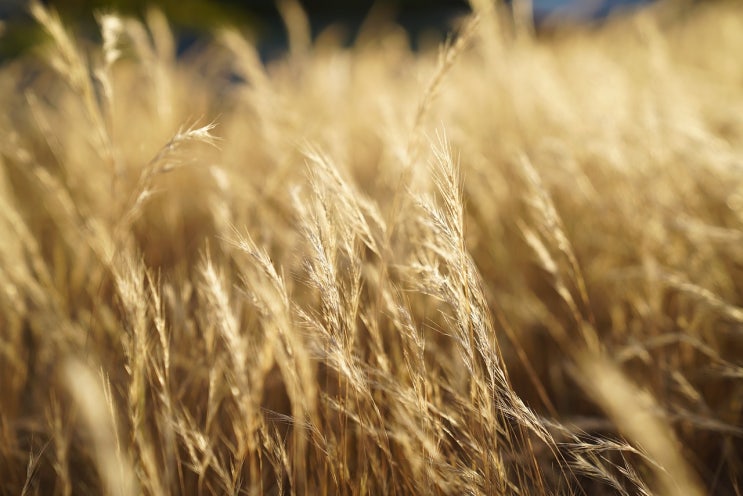  폭염 원인 온난화가 문제인가? 대한민국만이 아닙니다. 세계가 열돔현상으로 앓고있습니다.
