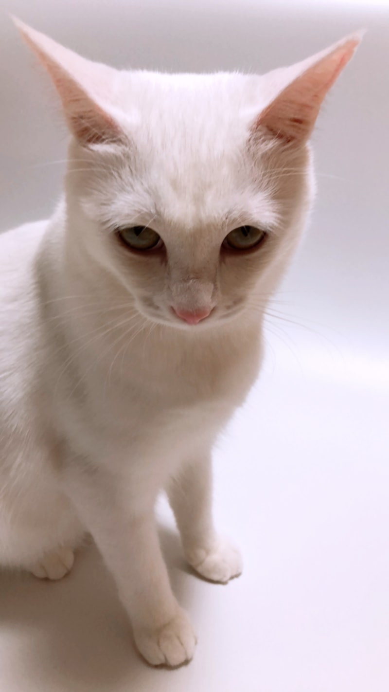 믿어봐, 니 댕댕이에 1도 관심 없어\, image size:800x1422